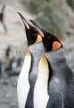 King Penguins (Aptenodytes patagonica) King Penguins (Aptenodytes patagonica)