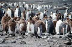 King Penguins (Aptenodytes patagonica) King Penguins (Aptenodytes patagonica)
