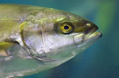 Yellowtail Kingfish (Seriola lalandi)