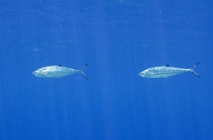 Doublespotted Queenfish (Scomberoides lysan) Doublespotted Queenfish (Scomberoides lysan)