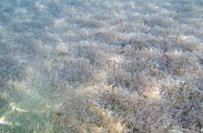 Southern Krill (Nyctiphanes australis) Southern Krill (Nyctiphanes australis)