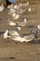 Silver Gulls (Larus novaehollandiae)