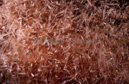 Pacific Krill (Euphausia pacifica) Pacific Krill (Euphausia pacifica)