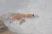 Antarctic Krill (Euphausia superba) Antarctic Krill (Euphausia superba)