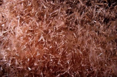 Pacific Krill (Euphausia pacifica)