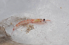 Antarctic Krill (Euphausia superba) Antarctic Krill (Euphausia superba)
