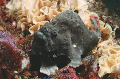 Rough Anglerfish (Kuiterichthys furcipilis) Rough Anglerfish (Kuiterichthys furcipilis)
