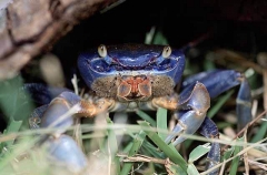 Blue Land Crab (Cardisoma guanhumi)