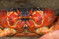 Red Crab (Gecarcoidea natalis) Red Crab (Gecarcoidea natalis)