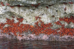 Red Crabs (Gecarcoidea natalis) Red Crabs (Gecarcoidea natalis)