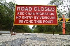 Red Crab (Gecarcoidea natalis) Red Crab (Gecarcoidea natalis)