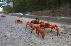 Red Crabs (Gecarcoidea natalis) Red Crabs (Gecarcoidea natalis)