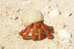 Land Hermit Crab (Coenobita perlatu) Land Hermit Crab (Coenobita perlatu)