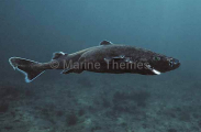 Slender Lantern Shark (Etmopterus pusillus) Slender Lantern Shark (Etmopterus pusillus)