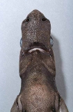 Moller's Lantern Shark (Etmopterus molleri) Moller's Lantern Shark (Etmopterus molleri)