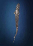 Moller's Lantern Shark (Etmopterus molleri) Moller's Lantern Shark (Etmopterus molleri)