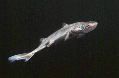 Moller's Lantern Shark (Etmopterus molleri) Moller's Lantern Shark (Etmopterus molleri)