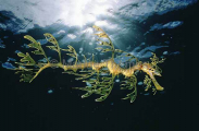 Leafy Seadragon (Phycodurus eques) Leafy Seadragon (Phycodurus eques)