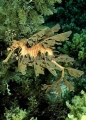 Leafy Seadragon (Phycodurus eques) Leafy Seadragon (Phycodurus eques)