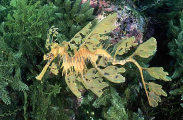 Leafy Seadragon (Phycodurus eques) Leafy Seadragon (Phycodurus eques)