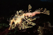 Leafy Seadragon (Phycodurus eques) Leafy Seadragon (Phycodurus eques)