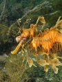 Leafy Seadragon (Phycodurus eques) Leafy Seadragon (Phycodurus eques)