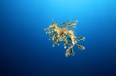 Leafy Seadragon (Phycodurus eques) Leafy Seadragon (Phycodurus eques)