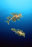 Leafy Seadragons (Phycodurus eques) Leafy Seadragons (Phycodurus eques)