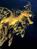 Leafy Seadragon (Phycodurus eques) Leafy Seadragon (Phycodurus eques)