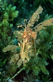 Leafy Seadragon (Phycodurus eques) Leafy Seadragon (Phycodurus eques)