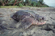 Leatherback Turtle (Dermochelys coriacea) Leatherback Turtle (Dermochelys coriacea)