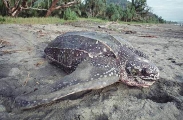 Leatherback Turtle (Dermochelys coriacea) Leatherback Turtle (Dermochelys coriacea)