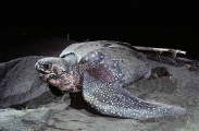 Leatherback Turtle (Dermochelys coriacea) Leatherback Turtle (Dermochelys coriacea)