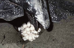 Leatherback Turtle (Dermochelys coriacea) Leatherback Turtle (Dermochelys coriacea)