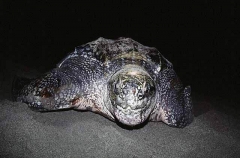 Leatherback Turtle (Dermochelys coriacea) Leatherback Turtle (Dermochelys coriacea)