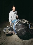 Leatherback Turtle (Dermochelys coriacea) Leatherback Turtle (Dermochelys coriacea)