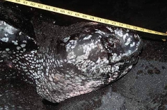 Leatherback Turtle (Dermochelys coriacea) Leatherback Turtle (Dermochelys coriacea)
