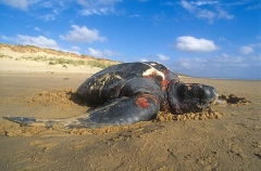 Leatherback Turtle (Dermochelys coriacea) Leatherback Turtle (Dermochelys coriacea)