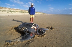 Leatherback Turtle (Dermochelys coriacea) Leatherback Turtle (Dermochelys coriacea)