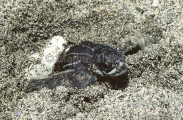 Leatherback Turtle (Dermochelys coriacea) Leatherback Turtle (Dermochelys coriacea)