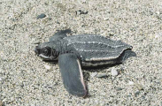 Leatherback Turtle (Dermochelys coriacea) Leatherback Turtle (Dermochelys coriacea)