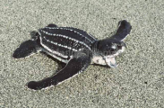Leatherback Turtle (Dermochelys coriacea) Leatherback Turtle (Dermochelys coriacea)