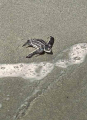 Leatherback Turtle (Dermochelys coriacea) Leatherback Turtle (Dermochelys coriacea)