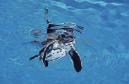 Leatherback Turtle (Dermochelys coriacea) Leatherback Turtle (Dermochelys coriacea)