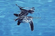 Leatherback Turtle (Dermochelys coriacea) Leatherback Turtle (Dermochelys coriacea)