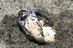 Leatherback Turtle (Dermochelys coriacea) Leatherback Turtle (Dermochelys coriacea)