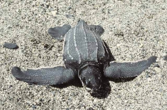 Leatherback Turtle (Dermochelys coriacea) Leatherback Turtle (Dermochelys coriacea)