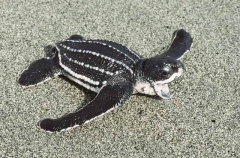 Leatherback Turtle (Dermochelys coriacea) Leatherback Turtle (Dermochelys coriacea)