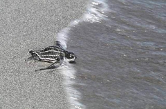 Leatherback Turtle (Dermochelys coriacea) Leatherback Turtle (Dermochelys coriacea)