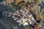 Pig Faced Leatherjacket (Paramonacanthus choirocephalus) Pig Faced Leatherjacket (Paramonacanthus choirocephalus)